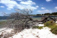 The Eclectic Collection ~ Beach Tree