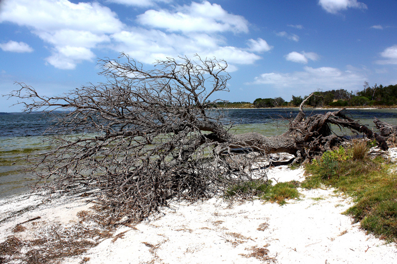 Beach Tree