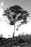 The Eclectic Collection ~ Mono Tree
