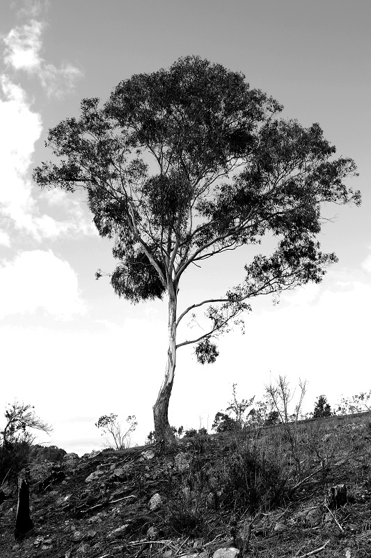Mono Tree