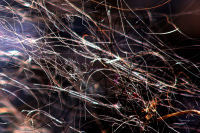 The Word Collection ~ Quantum