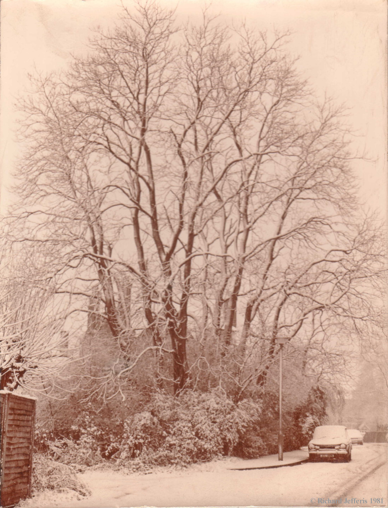 Winter Scene