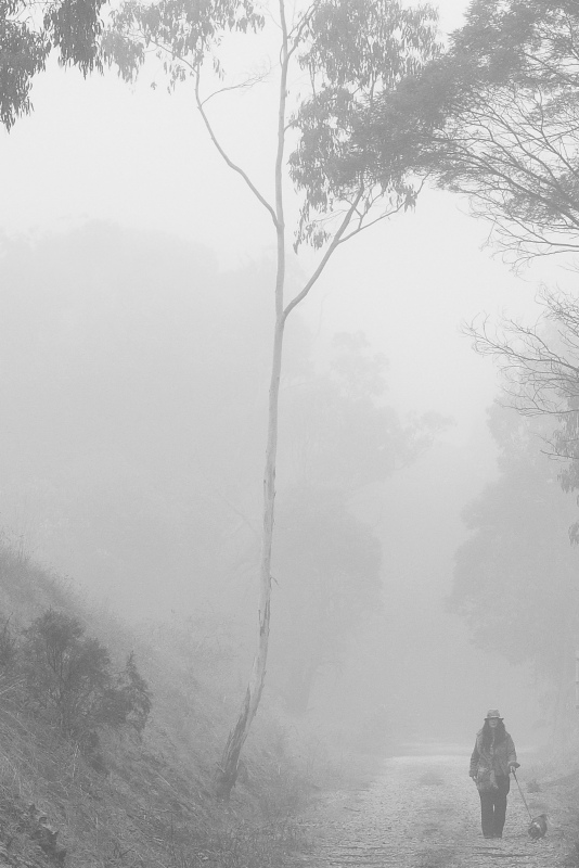 Walking The Dog
